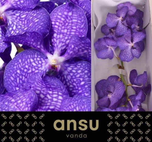 Vanda Kanchana Magic Blue