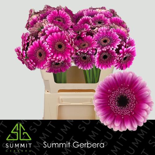 Gerbera mini Design