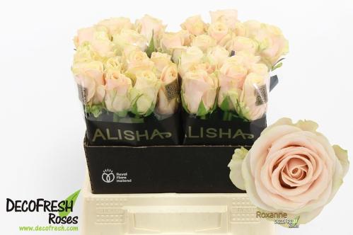 Rosa grootbloemig Roxanne+