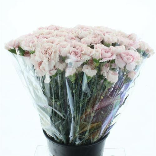 Dianthus standaard 'Mudah'