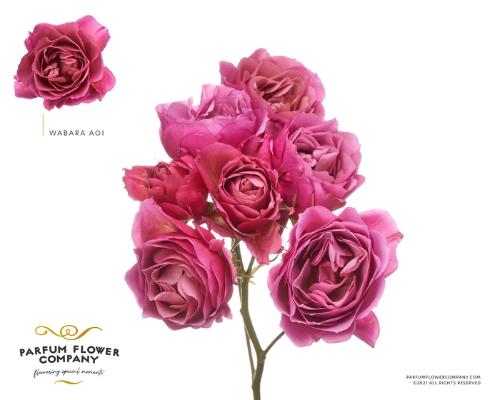 Rosa tros overig