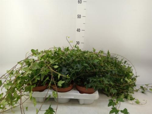 Hedera helix 'Shamrock'