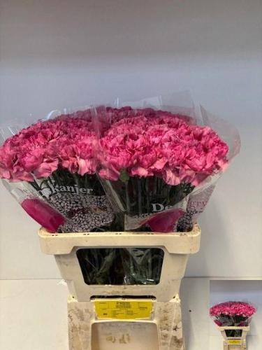 Dianthus srtandaard Lady Dayana