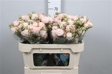 Rosa tros Nynke