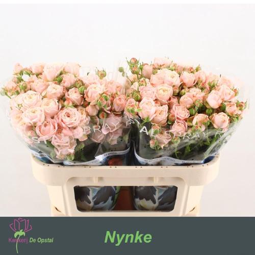 Rosa tros Nynke
