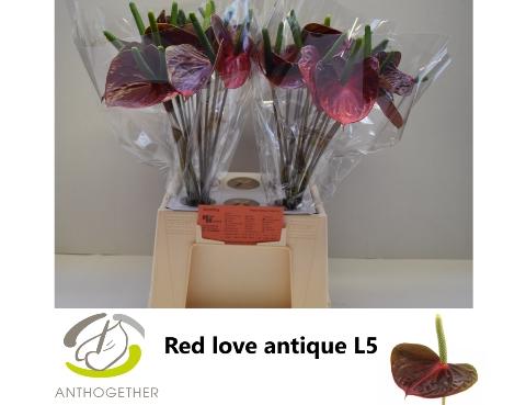Anthurium Andreanum Grp 'Red Love'