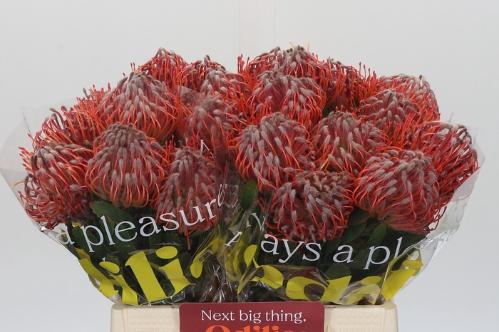 Leucospermum 'Scarlet Ribbon'