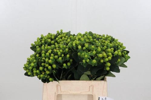 Hypericum x inodorum Magical Green Revival