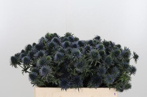Eryngium alpinum 'Scorpius Questar'