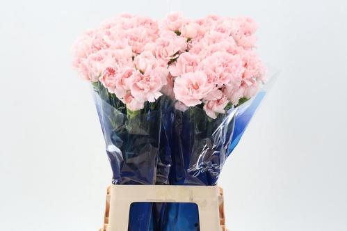 Dianthus standaard 'Maruchi'