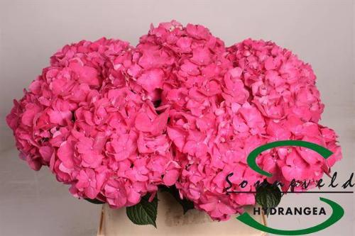 Hydrangea macrophylla 'Rodeo' (rood)