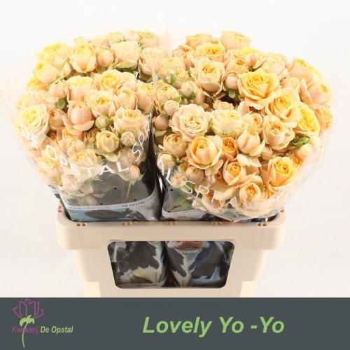 Rosa tros Lovely Yo-Yo