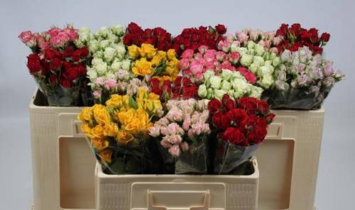 Rosa tros gemengd in fust