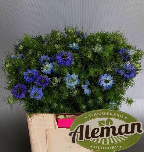 Nigella damascena Artistic Blue