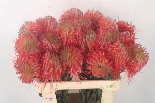 Leucospermum nutans 'Ito'