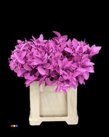 Ruscus kleurbehandeld H%