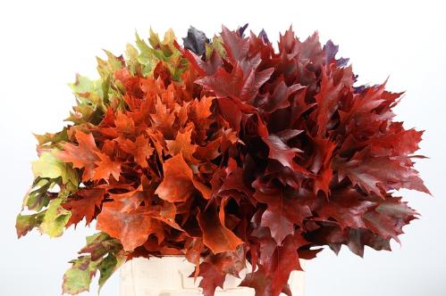 quercus overig kleurbehandeld H%