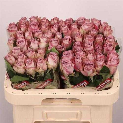 Rosa grootbloemig Memory Lane!