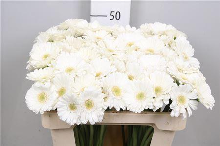 Gerbera mini 'Lobby'