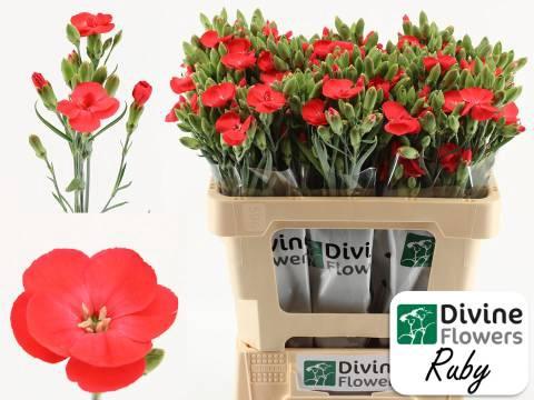 Dianthus Solomio Ruby