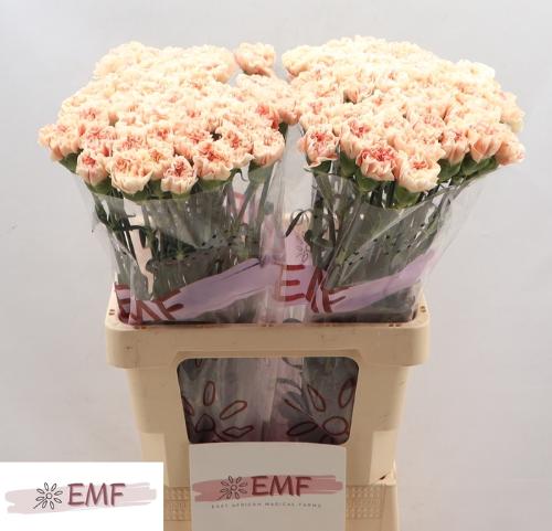 Dianthus standaard 'Apple Tea'