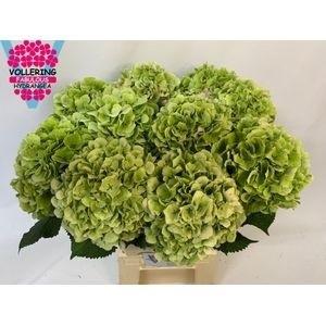 Hydrangea macrophylla 'Verena' (classic)