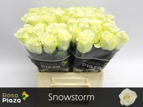 Rosa grootbloemig Snowstorm+