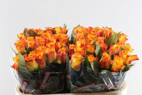 Rosa grootbloemig Marie-Claire!