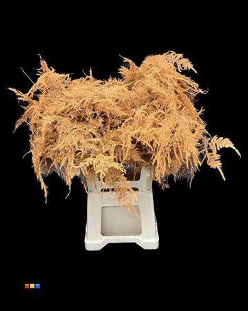 Asparagus overig kleurbehandeld H%