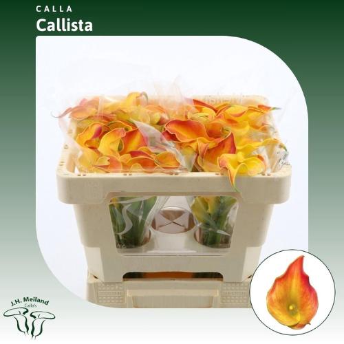 Zantedeschia 'Callista'