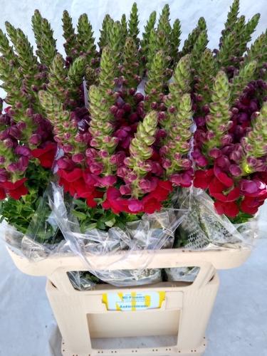 Antirrhinum majus 'Opus Red'
