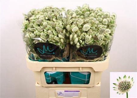 Astrantia major Billion Stars XL