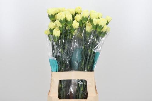 Dianthus standaard overig