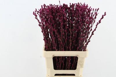 Salix kleurbehandeld H%