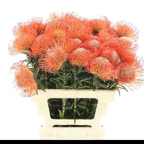Leucospermum cordifolium 'Succession'