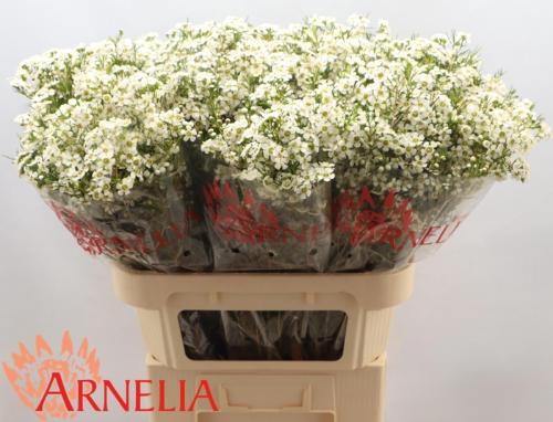 Chamelaucium uncinatum 'Ofir'
