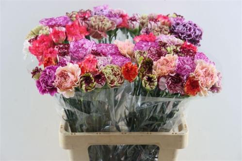 Dianthus standaard gemengd