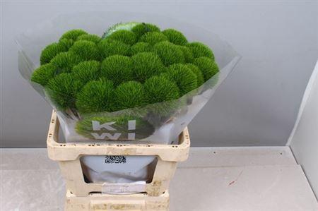 Dianthus barbatus Kiwi Mellow Cool