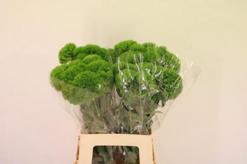 Dianthus barbatus Kiwi Mellow