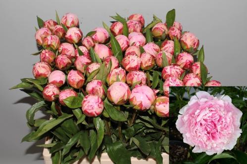 Paeonia Lactiflora Grp 'Sarah Bernhardt'
