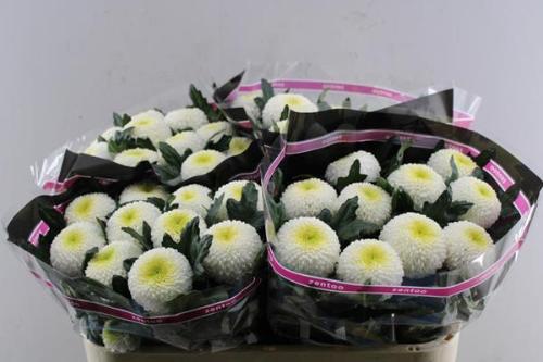 Chrysanthemum (Indicum Grp) geplozen Laporta