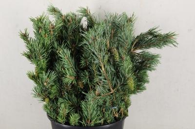 Pinus mugo var. mughus