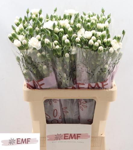 Dianthus tros White Bunney