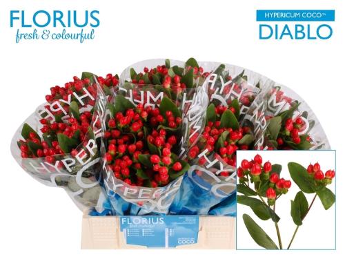 Hypericum Coco Diablo