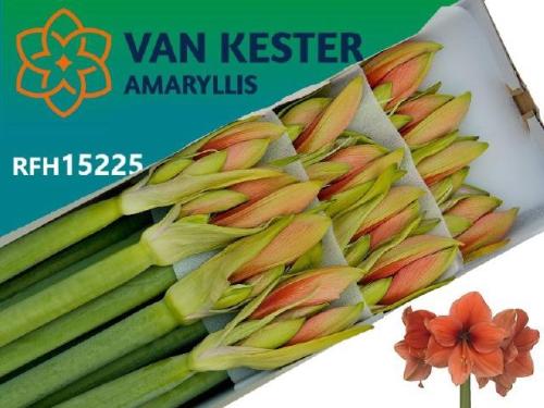 Hippeastrum Galaxy Grp 'Desire'