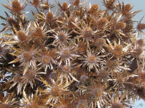 Eryngium planum kleurbehandeld H%