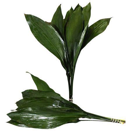Aspidistra elatior per bos