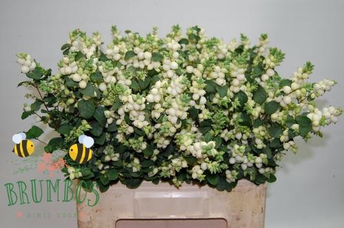 Symphoricarpos Magical Lemon And Lime
