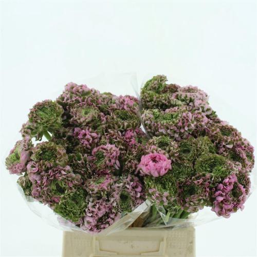 Ranunculus asiaticus Pon Pon Alice