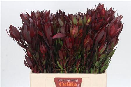 Leucadendron 'Safari Sunset'